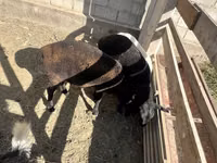 Sheep (batch, sex not specified), Sheep — photo 2