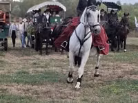 Азаргагүй морь, Адуу — 4 зураг