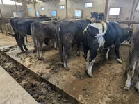 Bull, Karaku — photo 4