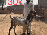Ziegen (Partie, Geschlecht nicht angegeben), Najdi goat — Foto 5