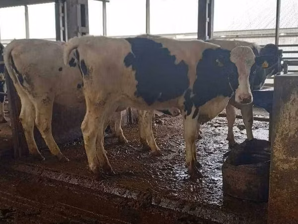 أبقار (دفعة، الجنس غير محدد), Russian Black pied cattle