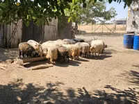 公羊, Racka sheep — 照片 4