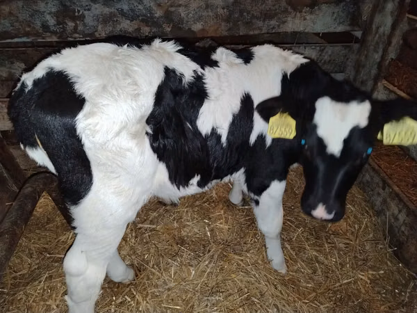 Toro, Simmental cattle