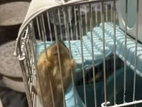7 ədəd hamster və qəfəs dəsti - Növ: xırda ev heyvanı (hamster) - — фото 1