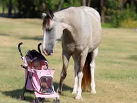 Азаргагүй морь, Skyros Pony — 5 зураг