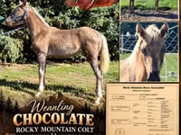 घोड़ा, Rocky Mountain Horse — फ़ोटो 1