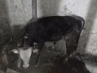 ثور, Russian Black pied cattle — الصورة 2