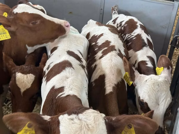 牛只（批次，未指定性别）, Simmental cattle