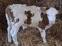 ثور, Simmental cattle — الصورة 2