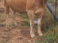 गाय, Swiss cattle — फ़ोटो 5