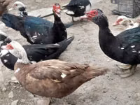 Ducks — photo 4