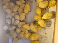 Chickens — 照片 2