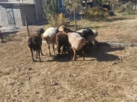 Oveja, Ovejas — foto 3