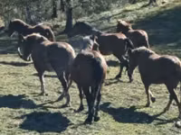 马匹（批次，未指定性别）, Horse breed — 照片 5