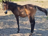 马匹（批次，未指定性别）, Karachay horse — 照片 7