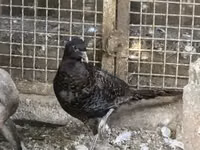 Danish hen — photo 2