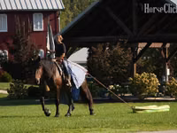 Caballo, Racking Horse — foto 8