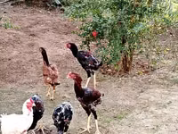 Chickens — الصورة 1