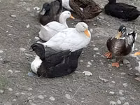 Ducks — Foto 2