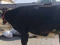 母牛, Russian Black pied cattle — 照片 4