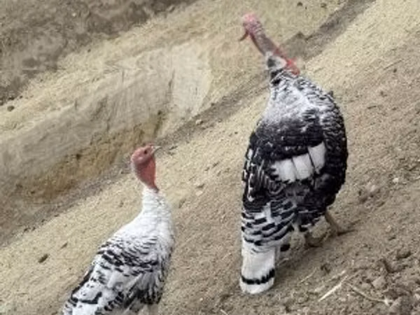 رويال بالم