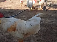 Chickens — 2 зураг