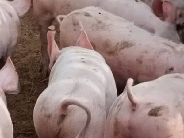 Мэгж, Гахай
