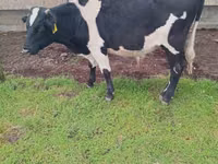 ثور, Russian Black pied cattle — الصورة 1