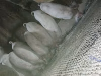 母猪, Pigs — 照片 2