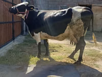 母牛, Alatau breed — 照片 3