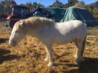 Caballo, Gypsy horse — foto 5
