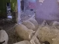 Ovejas (lote, sexo no especificado), Suffolk sheep — foto 3