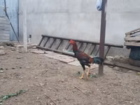Chickens — फ़ोटो 7
