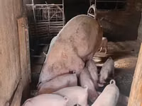 Boar, Pigs — photo 5