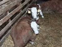 ثور, Simmental cattle — الصورة 8