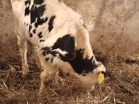 ثور, Simmental cattle — الصورة 3