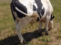Бух, Russian Black pied cattle — 4 зураг