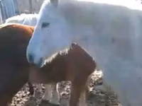 Адуу (бүлэг, хүйс заагаагүй), Horse breed — 4 зураг