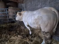 सांड, Charolais cattle — फ़ोटो 2