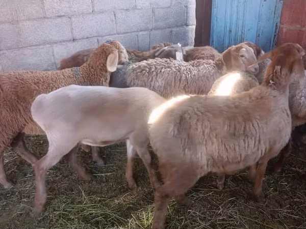 نعجة, Arashan sheep