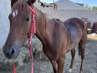 Mare, Thoroughbred horse — photo 1