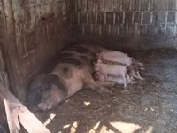 Säue, Schweine — Foto 2