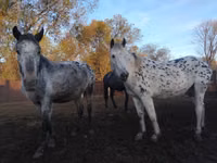 Stute, Appaloosa — Foto 4