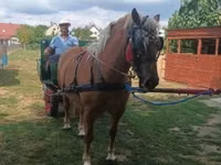 Mare, Horses — photo 4