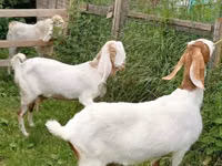 बकरी, Nubian Goat — फ़ोटो 7