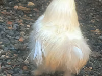 Seidenhuhn — Foto 1