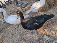 Ducks — Foto 6