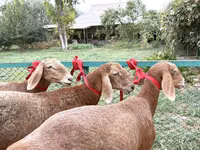 Хонь, Arashan sheep — 1 зураг