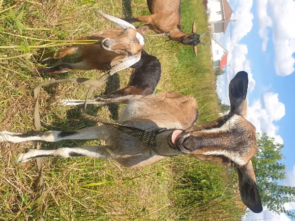 बकरी, Nubian Goat