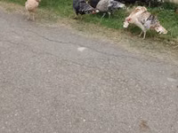 Turkeys — फ़ोटो 4